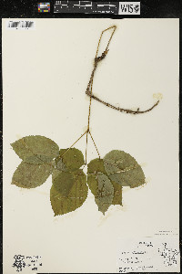 Aralia nudicaulis image