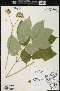 Aralia nudicaulis image