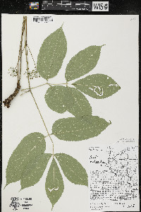 Aralia nudicaulis image