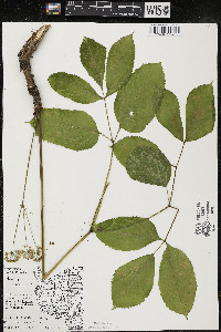 Aralia nudicaulis image