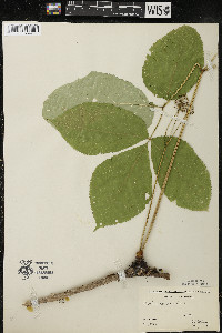 Aralia nudicaulis image