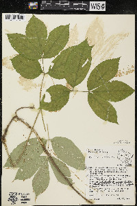 Aralia nudicaulis image