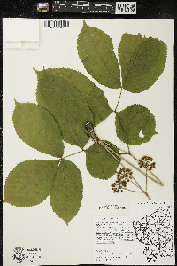 Aralia nudicaulis image