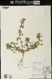 Amaranthus blitoides image