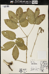 Aralia nudicaulis image