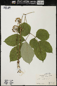 Aralia nudicaulis image