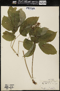 Aralia nudicaulis image