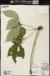 Aralia nudicaulis image