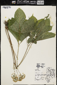 Aralia nudicaulis image