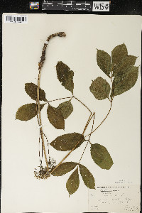 Aralia nudicaulis image