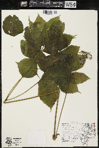 Aralia nudicaulis image