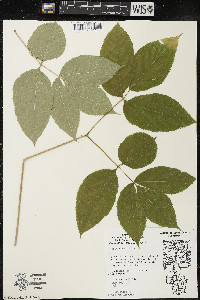 Aralia nudicaulis image