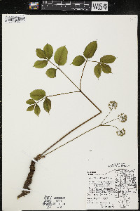 Aralia nudicaulis image