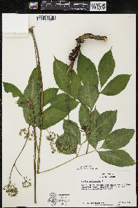 Aralia nudicaulis image