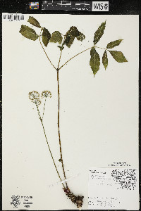 Aralia nudicaulis image