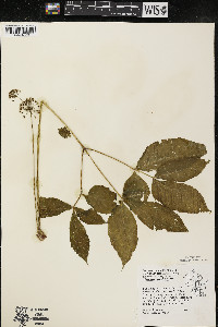 Aralia nudicaulis image