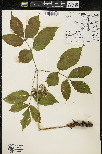 Aralia nudicaulis image