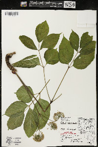 Aralia nudicaulis image