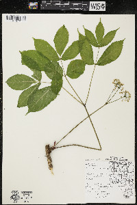 Aralia nudicaulis image