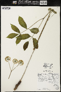 Aralia nudicaulis image