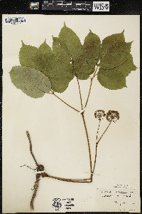 Aralia nudicaulis image