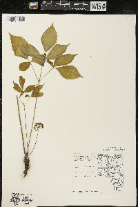 Aralia nudicaulis image