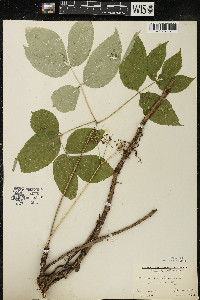 Aralia nudicaulis image