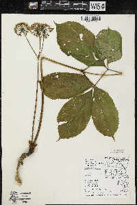 Aralia nudicaulis image