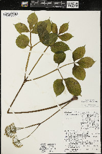 Aralia nudicaulis image