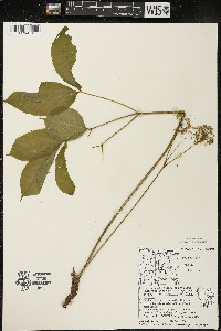 Aralia nudicaulis image