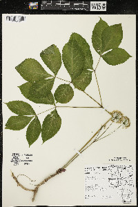 Aralia nudicaulis image