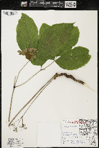 Aralia nudicaulis image