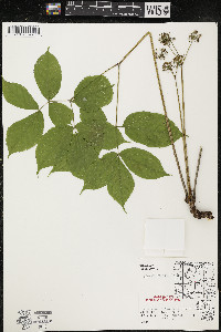 Aralia nudicaulis image