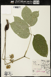Aralia nudicaulis image