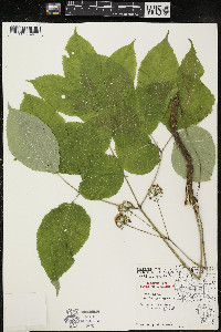 Aralia nudicaulis image