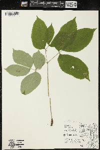 Aralia nudicaulis image