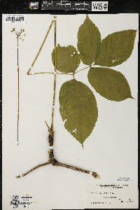 Aralia nudicaulis image