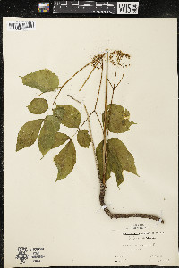 Aralia nudicaulis image