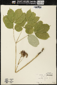 Aralia nudicaulis image