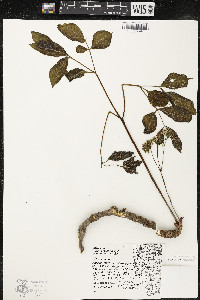 Aralia nudicaulis image