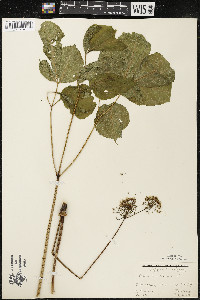 Aralia nudicaulis image