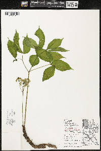 Aralia nudicaulis image