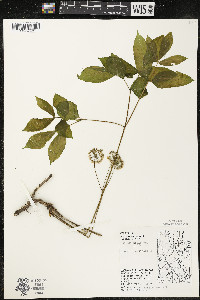 Aralia nudicaulis image