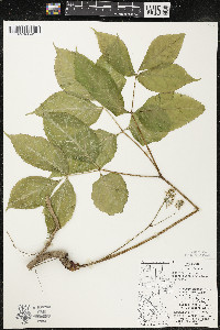 Aralia nudicaulis image