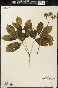 Aralia nudicaulis image