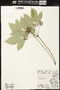 Aralia nudicaulis image