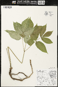 Aralia nudicaulis image