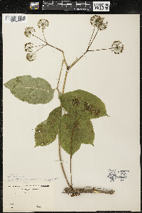 Aralia nudicaulis image