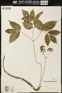 Aralia nudicaulis image