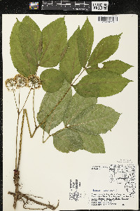 Aralia nudicaulis image